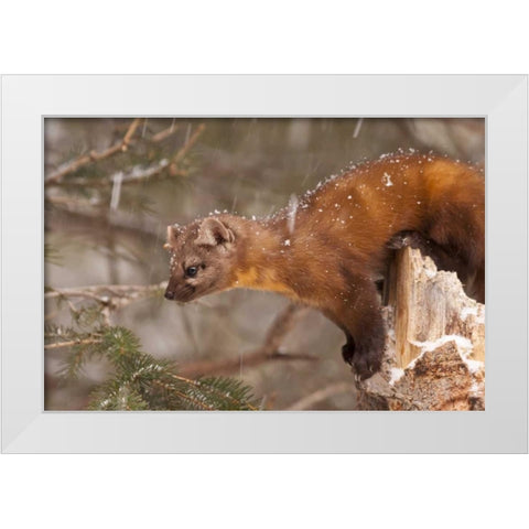 USA, Montana Pine marten, Martes americana White Modern Wood Framed Art Print by Illg, Cathy and Gordon