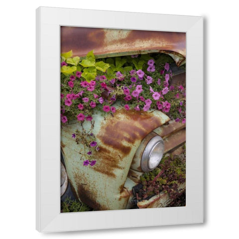 MT, Columbia Falls Petunias growing from a car White Modern Wood Framed Art Print by Grall, Don