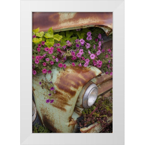 MT, Columbia Falls Petunias growing from a car White Modern Wood Framed Art Print by Grall, Don