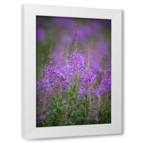 USA, Montana, Glacier NP Wild fireweed blossoms White Modern Wood Framed Art Print by Grall, Don