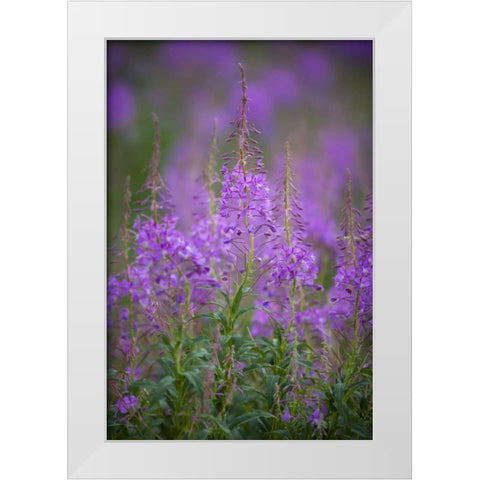 USA, Montana, Glacier NP Wild fireweed blossoms White Modern Wood Framed Art Print by Grall, Don