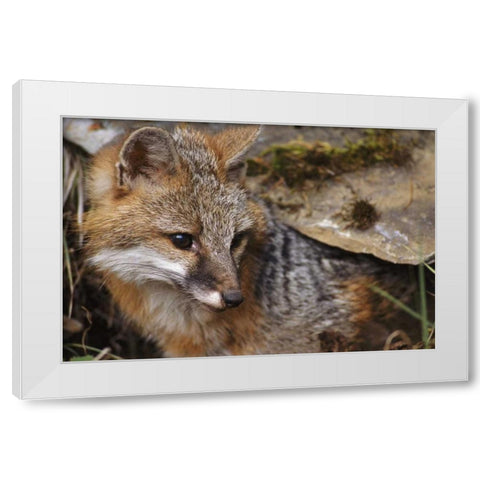 Montana, Kalispell Gray fox White Modern Wood Framed Art Print by Bush, Marie