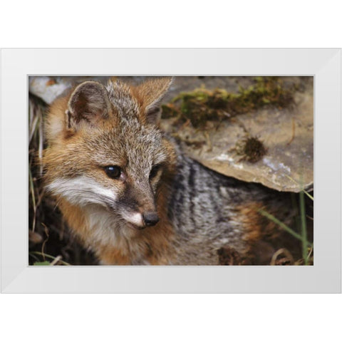 Montana, Kalispell Gray fox White Modern Wood Framed Art Print by Bush, Marie
