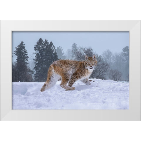 USA- Montana. Captive bobcat in snow. White Modern Wood Framed Art Print by Jaynes Gallery