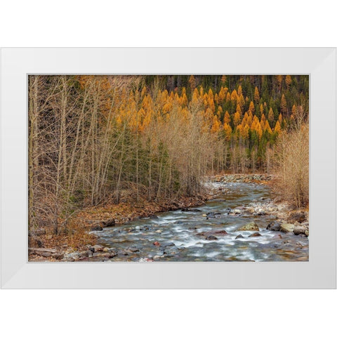 Bear Creek in autumn in the Flathead National Forest-Montana-USA White Modern Wood Framed Art Print by Haney, Chuck