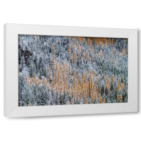 Fresh snowfall on autumn larch trees on Columbia Mountain in Columbia Falls-Montana-USA White Modern Wood Framed Art Print by Haney, Chuck