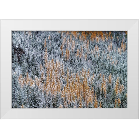 Fresh snowfall on autumn larch trees on Columbia Mountain in Columbia Falls-Montana-USA White Modern Wood Framed Art Print by Haney, Chuck