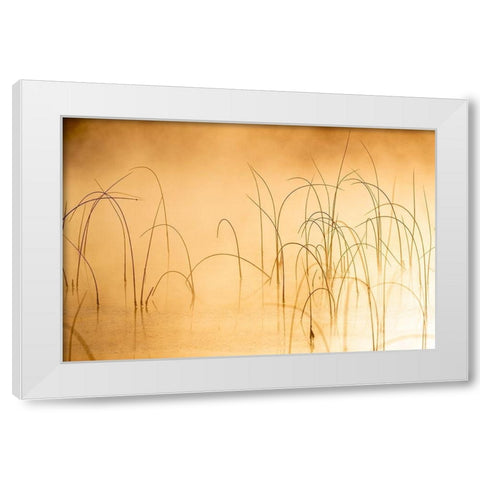 Icy reeds at sunrise on cold morning at Spencer Lake near Whitefish-Montana-USA White Modern Wood Framed Art Print by Haney, Chuck