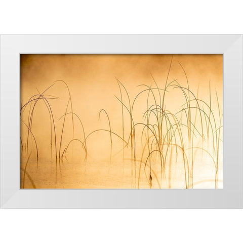 Icy reeds at sunrise on cold morning at Spencer Lake near Whitefish-Montana-USA White Modern Wood Framed Art Print by Haney, Chuck