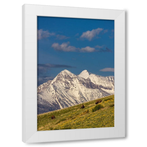 Bison bulls grazing in balsamroot with dramatic Mission Mountains at the National Bison Range in Mo White Modern Wood Framed Art Print by Haney, Chuck