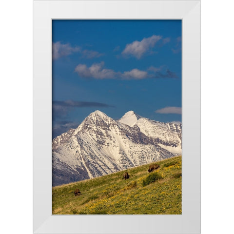 Bison bulls grazing in balsamroot with dramatic Mission Mountains at the National Bison Range in Mo White Modern Wood Framed Art Print by Haney, Chuck