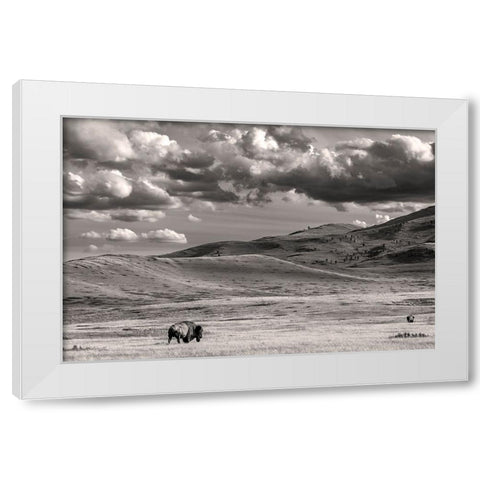 Bison bulls grazing at the National Bison Range in Moiese-Montana-USA White Modern Wood Framed Art Print by Haney, Chuck
