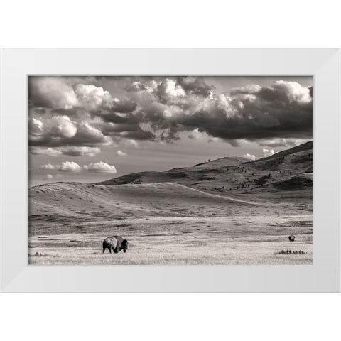 Bison bulls grazing at the National Bison Range in Moiese-Montana-USA White Modern Wood Framed Art Print by Haney, Chuck