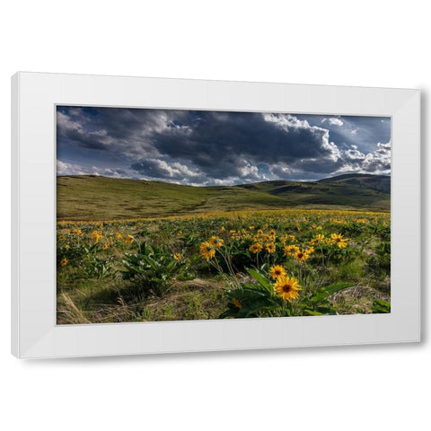 Arrowleaf balsamroot in the hills at the National Bison Range in Moiese-Montana-USA White Modern Wood Framed Art Print by Haney, Chuck