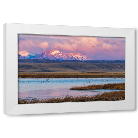 Birds in pond with Ear Mountain in background during spring migration at Freezeout Lake Wildlife Ma White Modern Wood Framed Art Print by Haney, Chuck