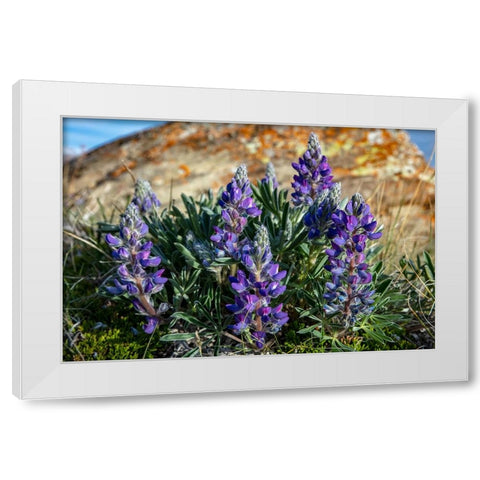 Lupine wildflowers along the Rocky Mountain Front near Choteau-Montana-USA White Modern Wood Framed Art Print by Haney, Chuck