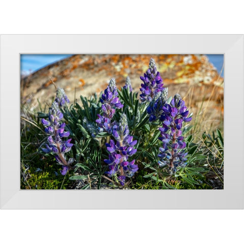 Lupine wildflowers along the Rocky Mountain Front near Choteau-Montana-USA White Modern Wood Framed Art Print by Haney, Chuck