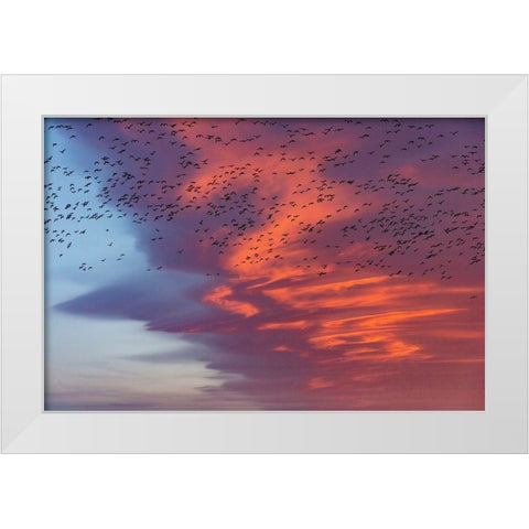 Snow geese lift off with dramatic lenticular cloud sunrise sky during spring migration at Freezeout White Modern Wood Framed Art Print by Haney, Chuck