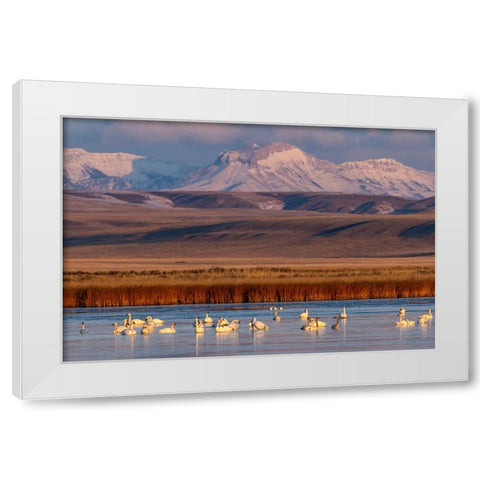 Tundra Swans with Ear Mountain in background during spring migration at Freezeout Lake Wildlife Man White Modern Wood Framed Art Print by Haney, Chuck