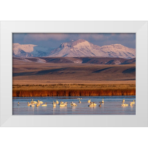 Tundra Swans with Ear Mountain in background during spring migration at Freezeout Lake Wildlife Man White Modern Wood Framed Art Print by Haney, Chuck