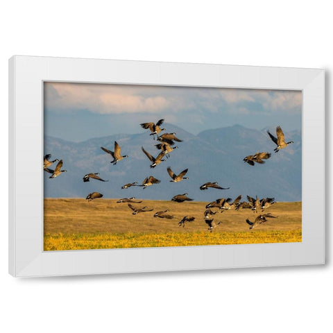 Canada geese take off for flight in the Flathead Valley-Montana-USA White Modern Wood Framed Art Print by Haney, Chuck