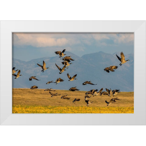 Canada geese take off for flight in the Flathead Valley-Montana-USA White Modern Wood Framed Art Print by Haney, Chuck