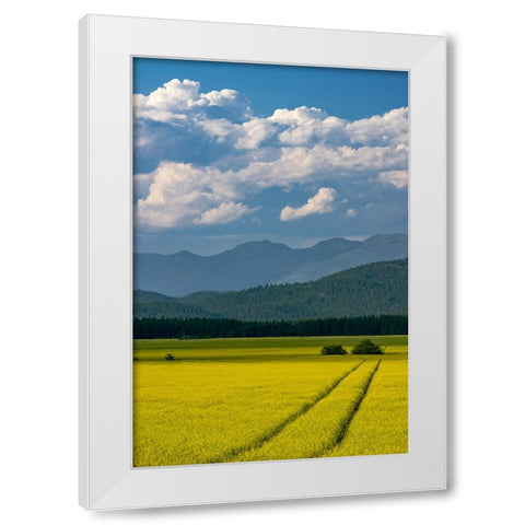 Flowering canola in the Flathead Valley-Montana-USA White Modern Wood Framed Art Print by Haney, Chuck