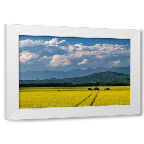 Flowering canola in the Flathead Valley-Montana-USA White Modern Wood Framed Art Print by Haney, Chuck