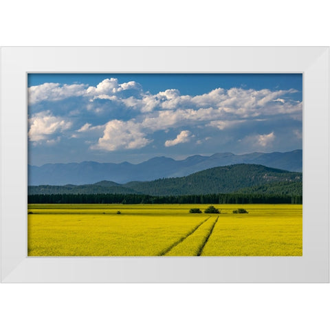 Flowering canola in the Flathead Valley-Montana-USA White Modern Wood Framed Art Print by Haney, Chuck