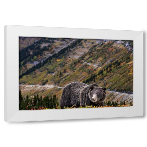 Grizzly bear along Going-to-the-Sun Road in Glacier National Park-Montana-USA White Modern Wood Framed Art Print by Haney, Chuck
