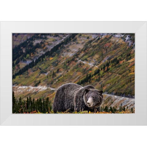 Grizzly bear along Going-to-the-Sun Road in Glacier National Park-Montana-USA White Modern Wood Framed Art Print by Haney, Chuck