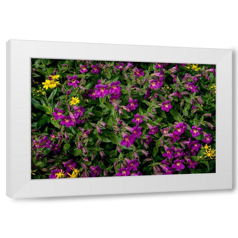Lewis Monkeyflowers and Arnica Wildflowers in Glacier National Park-Montana-USA White Modern Wood Framed Art Print by Haney, Chuck