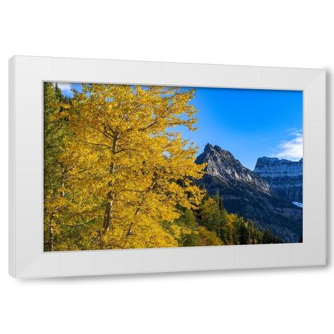 Autumn cottonwood and Mount Oberlin in Glacier National Park-Montana-USA White Modern Wood Framed Art Print by Haney, Chuck