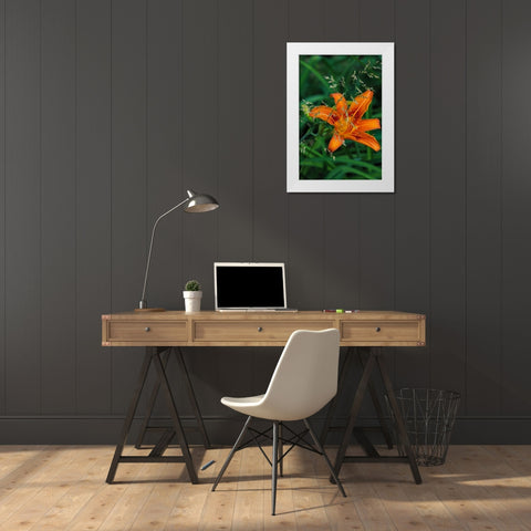 Orange daylily in Whitefish-Montana-USA White Modern Wood Framed Art Print by Haney, Chuck