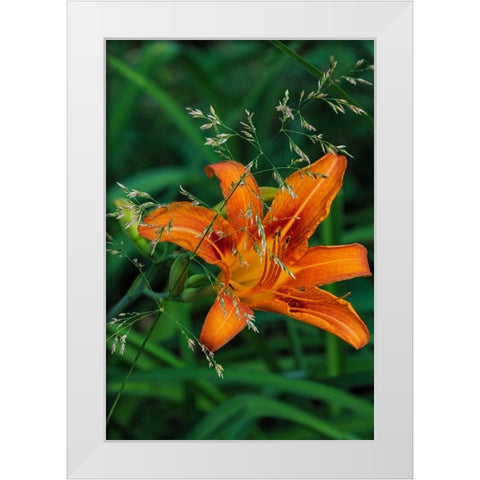Orange daylily in Whitefish-Montana-USA White Modern Wood Framed Art Print by Haney, Chuck