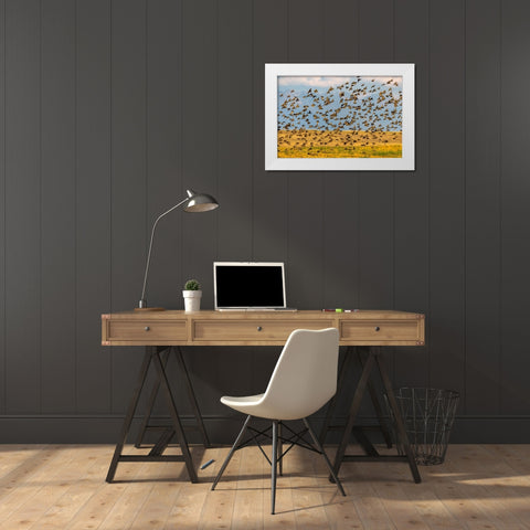 Huge flock of European starlings take flight in the Flathead Valley-Montana-USA White Modern Wood Framed Art Print by Haney, Chuck