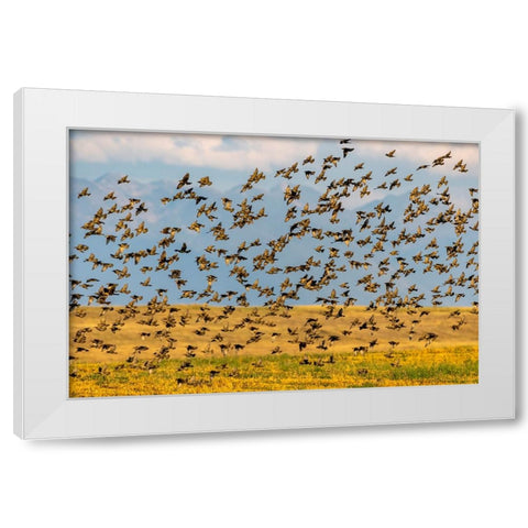 Huge flock of European starlings take flight in the Flathead Valley-Montana-USA White Modern Wood Framed Art Print by Haney, Chuck
