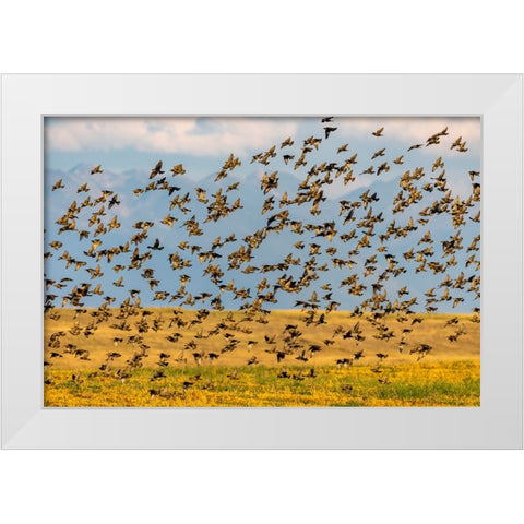 Huge flock of European starlings take flight in the Flathead Valley-Montana-USA White Modern Wood Framed Art Print by Haney, Chuck