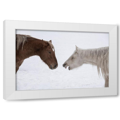 USA-Montana Gardiner Palomino and sorrel-with shaggy winter coat-nose to nose White Modern Wood Framed Art Print by Hopkins, Cindy Miller
