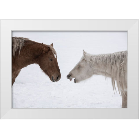USA-Montana Gardiner Palomino and sorrel-with shaggy winter coat-nose to nose White Modern Wood Framed Art Print by Hopkins, Cindy Miller