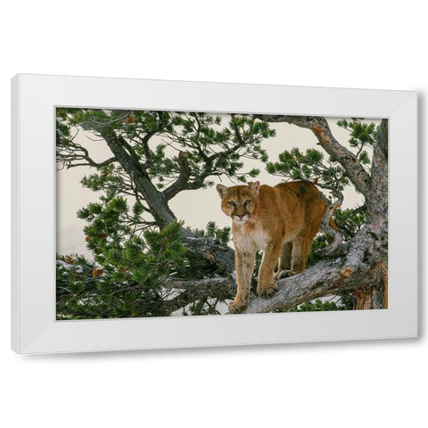 Captive Mountain Lion is perched on Evergreen tree-Montana White Modern Wood Framed Art Print by Garber, Howie