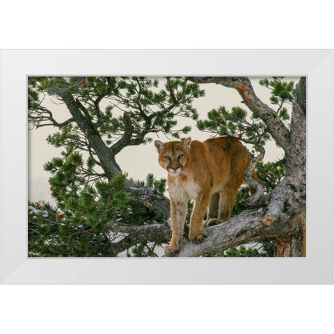 Captive Mountain Lion is perched on Evergreen tree-Montana White Modern Wood Framed Art Print by Garber, Howie