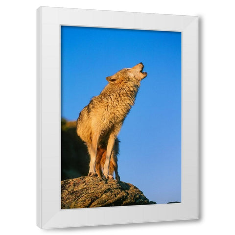 Howling Gray Wolf-Montana White Modern Wood Framed Art Print by Garber, Howie