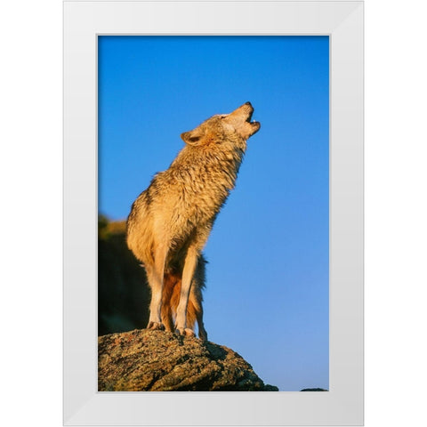 Howling Gray Wolf-Montana White Modern Wood Framed Art Print by Garber, Howie
