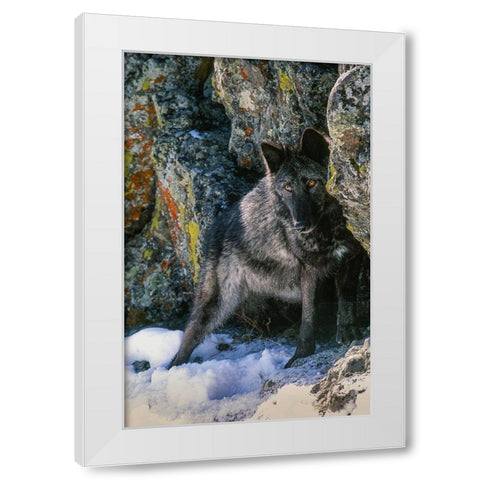 Portrait of Gray Wolf-Montana White Modern Wood Framed Art Print by Garber, Howie