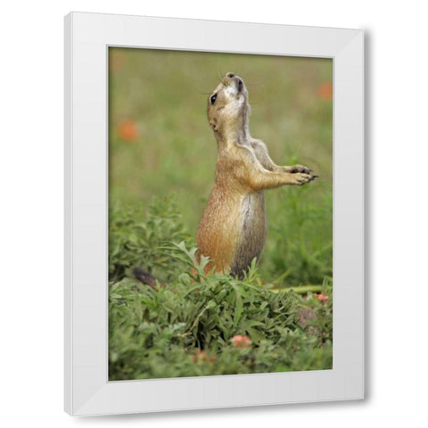Nebraska Black-tailed prairie dog gives warning White Modern Wood Framed Art Print by Illg, Cathy and Gordon