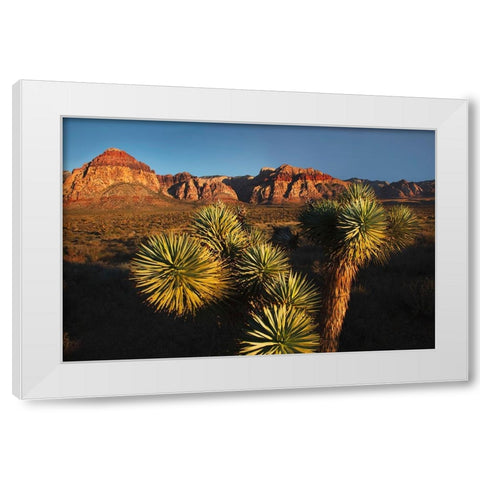 Joshua tree-Yucca brevifolia and sunset on red rocks-Valley of Fire State Park-Nevada White Modern Wood Framed Art Print by Jones, Adam