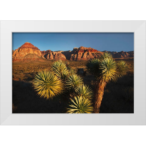 Joshua tree-Yucca brevifolia and sunset on red rocks-Valley of Fire State Park-Nevada White Modern Wood Framed Art Print by Jones, Adam