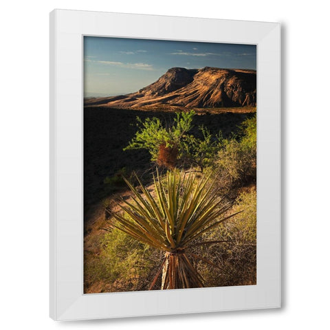 Joshua tree-Yucca brevifolia and sunset on red rocks-Valley of Fire State Park-Nevada White Modern Wood Framed Art Print by Jones, Adam
