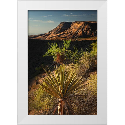 Joshua tree-Yucca brevifolia and sunset on red rocks-Valley of Fire State Park-Nevada White Modern Wood Framed Art Print by Jones, Adam